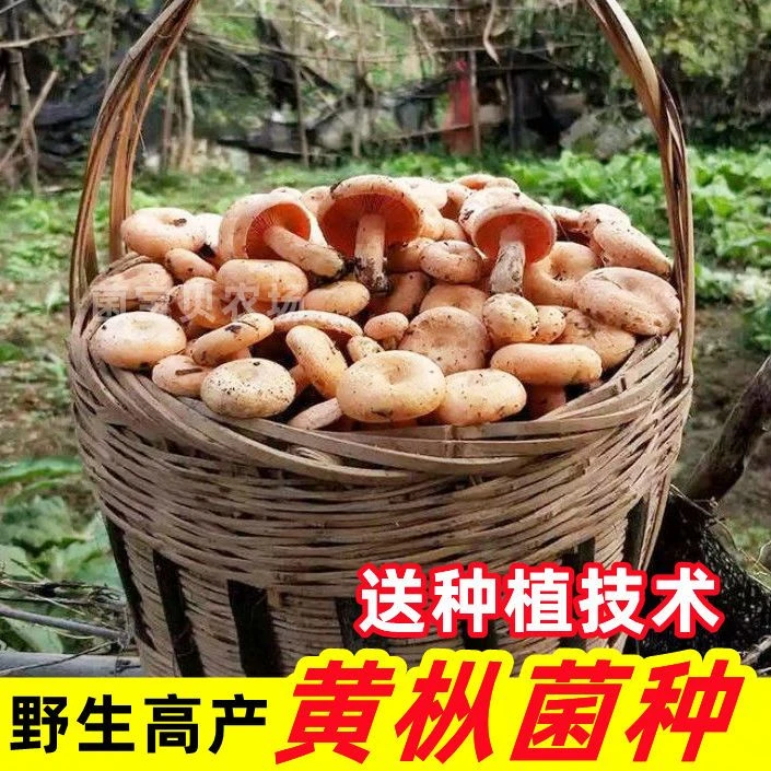 野生乌纵菌菌种菌包批发松菌乌纵菌黄碟菌松纵菌松菇人工种植菌包