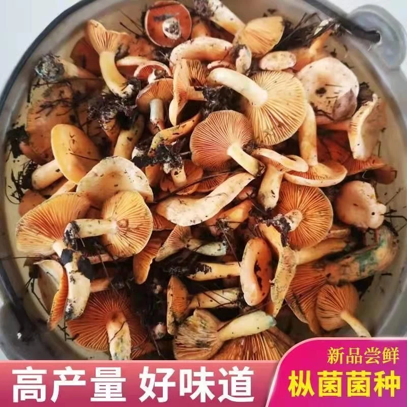 乌枞菌野生菌种乌纵菌种原种松菌松枞菌黄枞菌松菇蘑菇菌种包家种