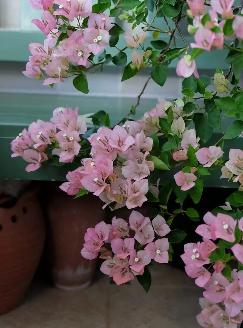 绿叶五宝三角梅盆栽四季花卉庭院爬藤阳台景观