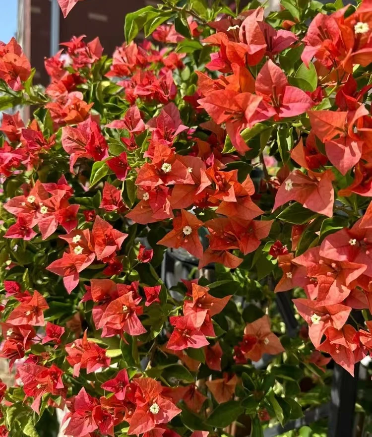 佩德罗三角梅盆栽四季花卉庭院爬藤阳台景观