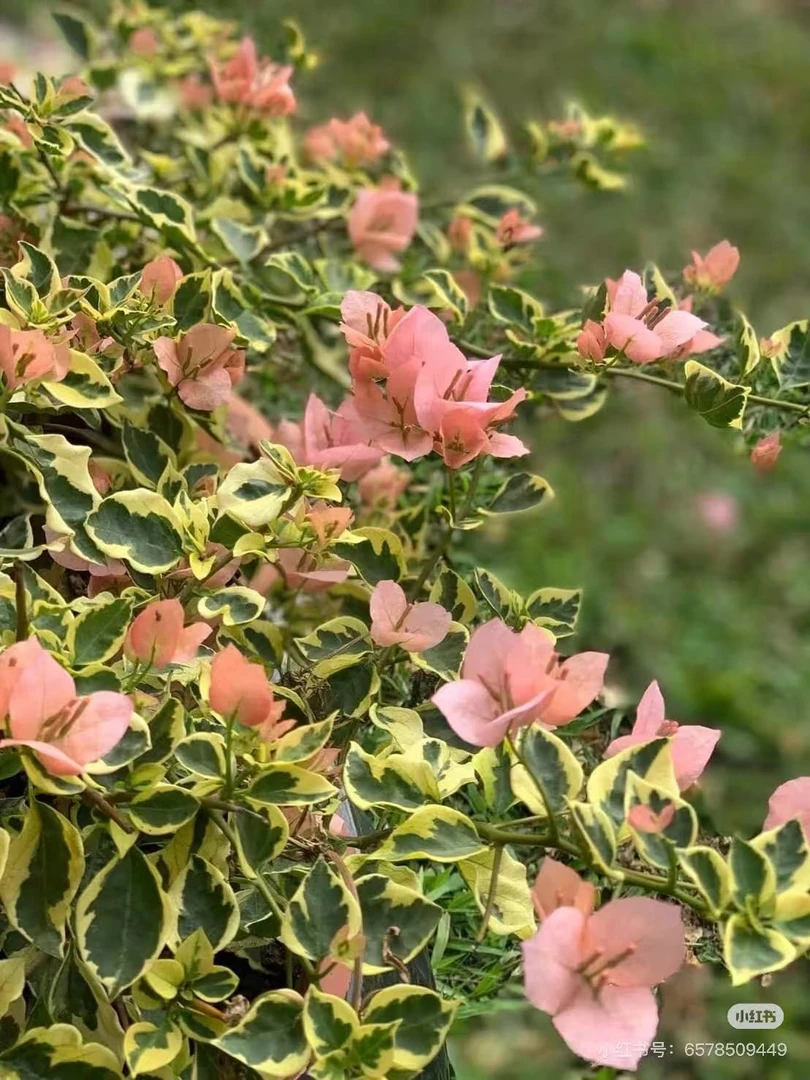 【台湾姑娘矮接】三角梅盆栽四季花卉庭院爬藤阳台景观