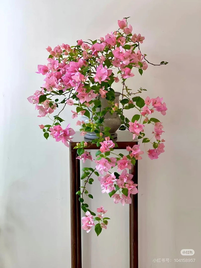 「一半橙粉一半橙白袋苗」三角梅包对版