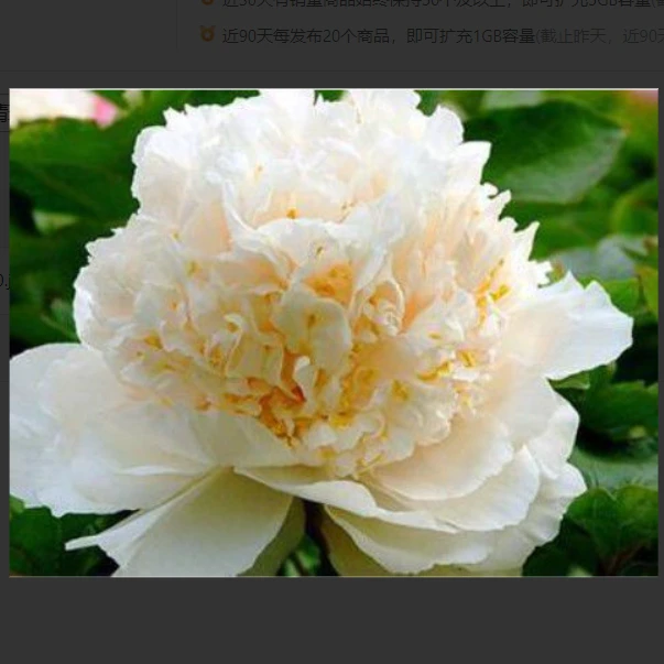 姚黄牡丹花苗大苗盆栽室内外庭院绿植正宗观赏重瓣牡丹花卉带花苞