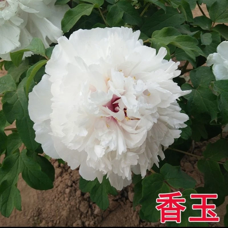 香玉牡丹花苗大苗盆栽室内外庭院绿植正宗观赏重瓣牡丹花卉带花苞