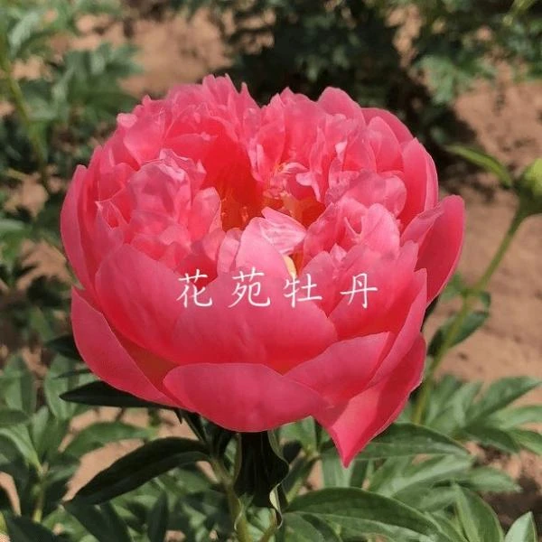 珊瑚落日进口观赏芍药花苗带根块多年生正宗重瓣夏威夷珊瑚芍药花