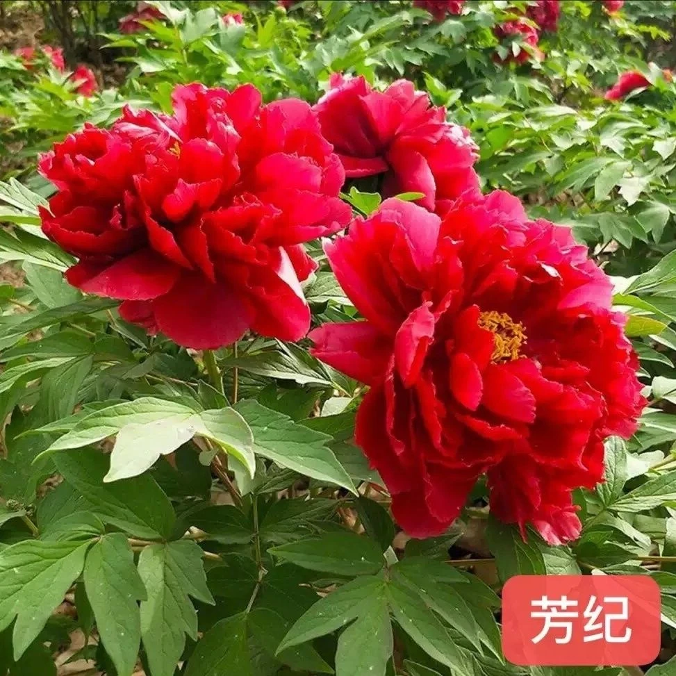 芳纪牡丹花苗大苗盆栽室内外庭院绿植正宗观赏重瓣牡丹花卉带花苞