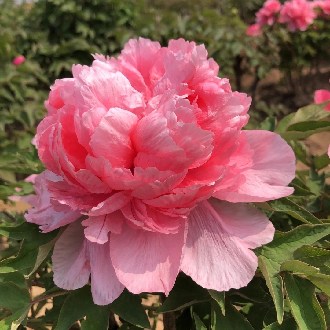 梨园红牡丹花苗大苗盆栽室内外庭院绿植正宗观赏重瓣牡丹花卉花苞
