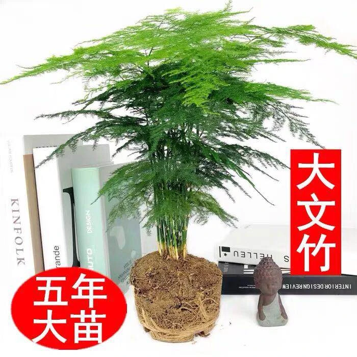 大文竹盆景植物室内绿色盆栽桌面吸甲醛净化空气观叶花卉绿植