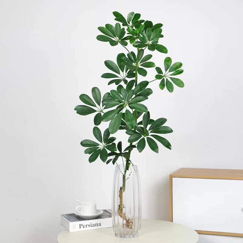 水培植物七叶莲室内鸭脚木花卉发财树绿植盆栽八方来财四季常青好