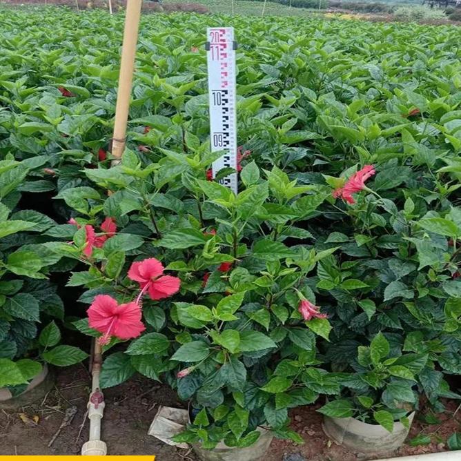 扶桑朱瑾树大红花花苗重瓣花卉庭院室内耐热工程绿植常青四季开花