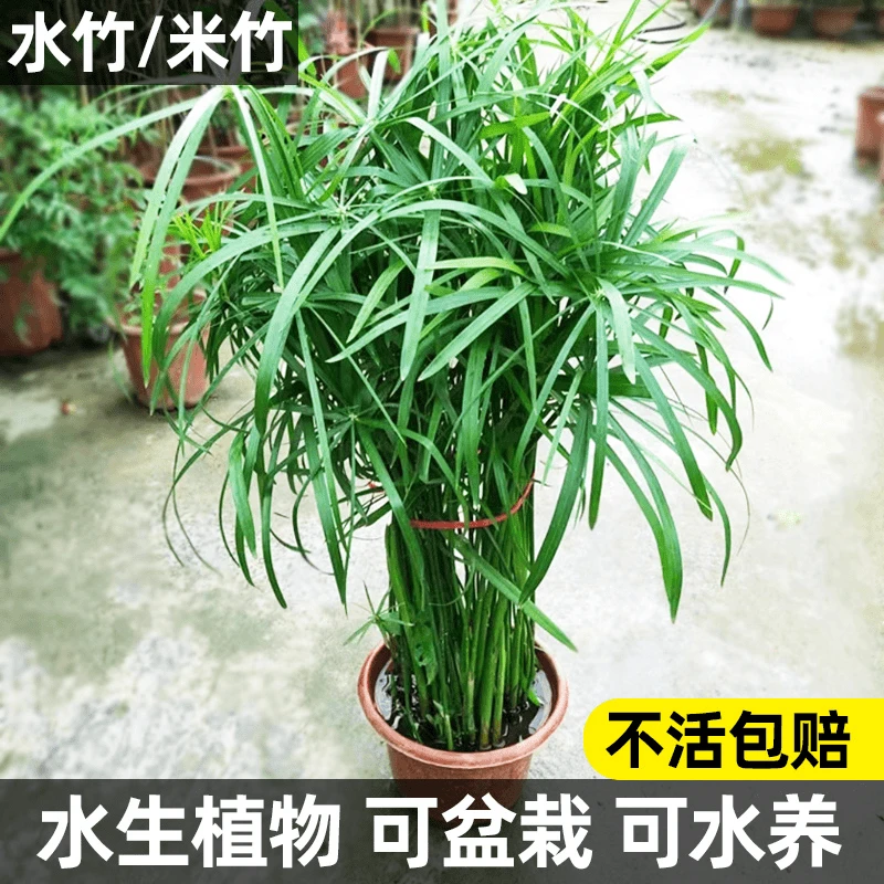 水竹水生观叶植物水培米竹盆栽水培室内外池塘挺水真风车草旱伞草