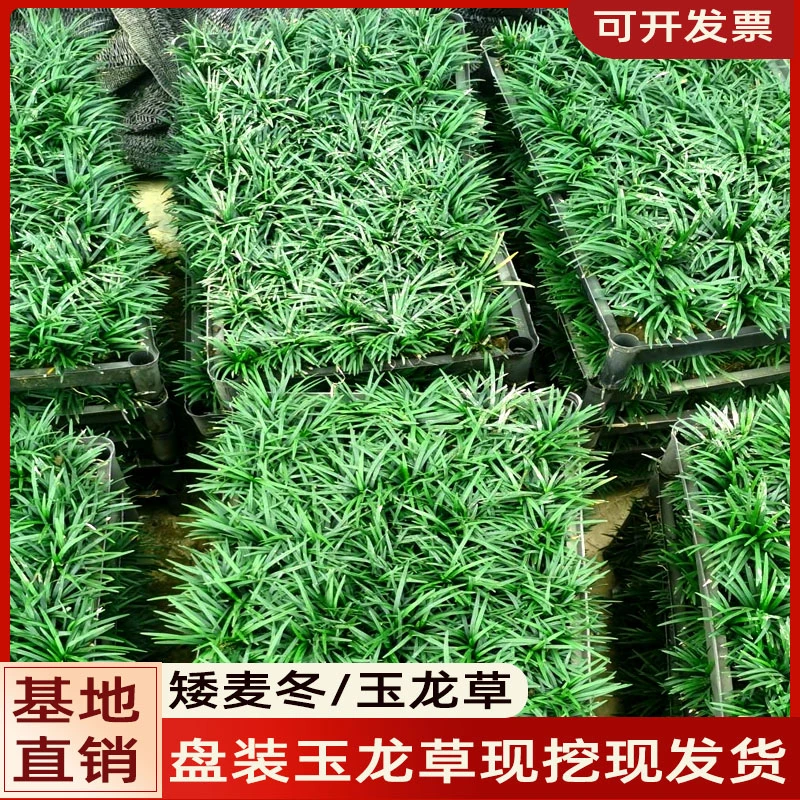 草坪耐寒玉龙草绿化植物绿化庭院庭院草麦冬草直销绿植花卉矮麦冬