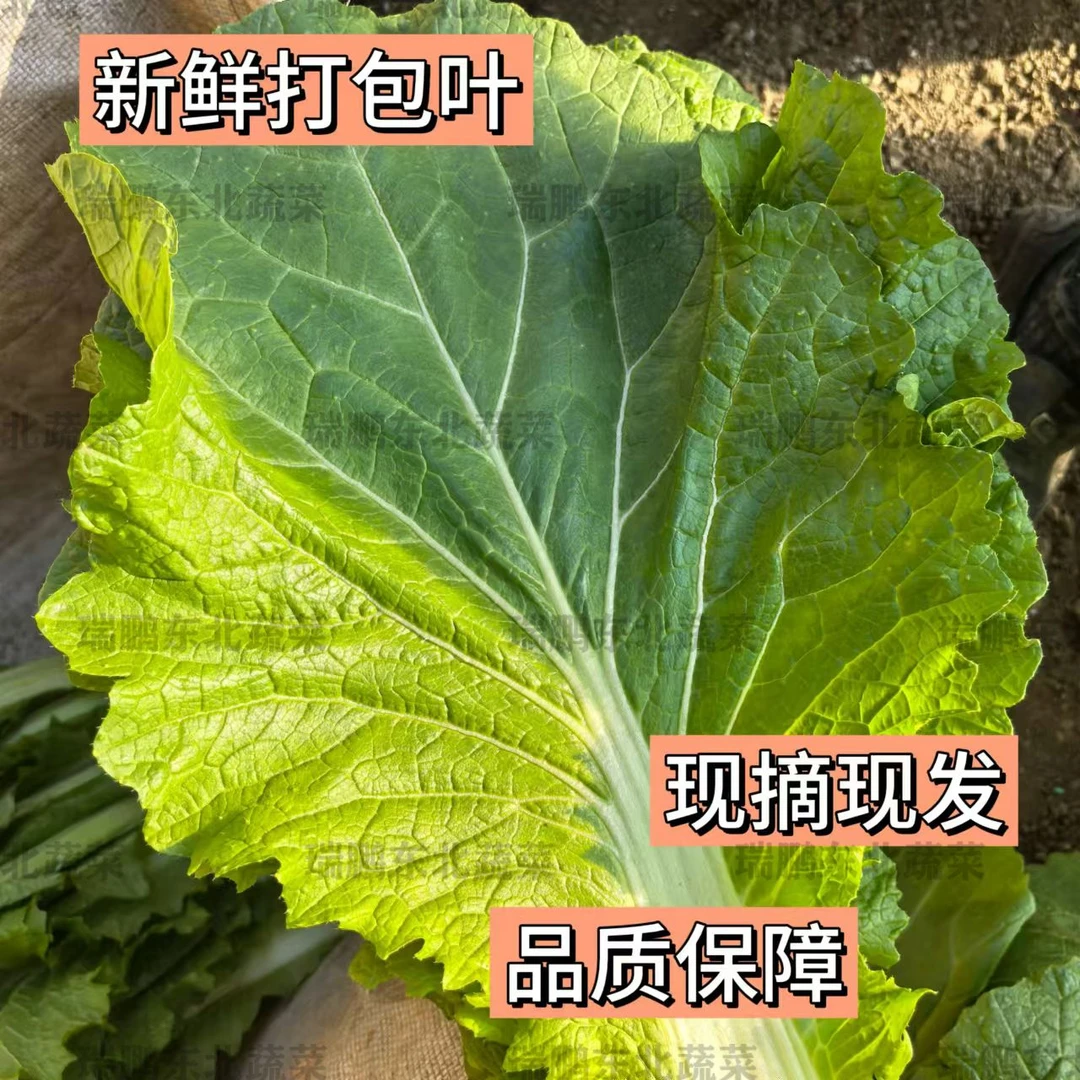 东北饭包叶 白菜叶 打包叶 【现摘现发】