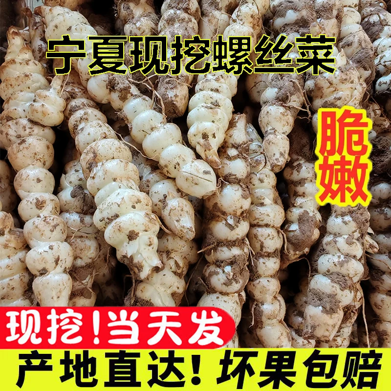 宁夏现挖新鲜螺丝菜宝塔菜地牯牛地溜子地环甘露子玉环泡菜食材