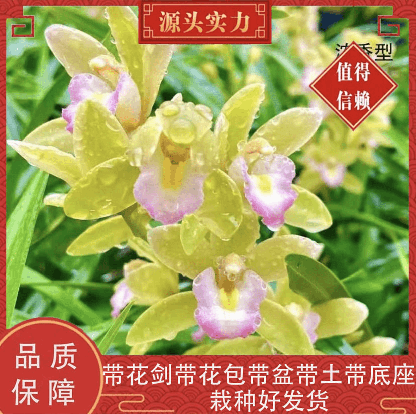 带花剑【香水香兰】大花蕙兰香水香兰年宵花基地带盆带土栽种好发货