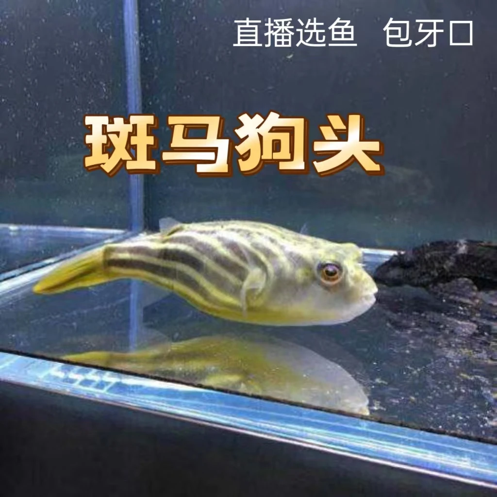 斑马狗头鱼 河豚鱼 热带好养