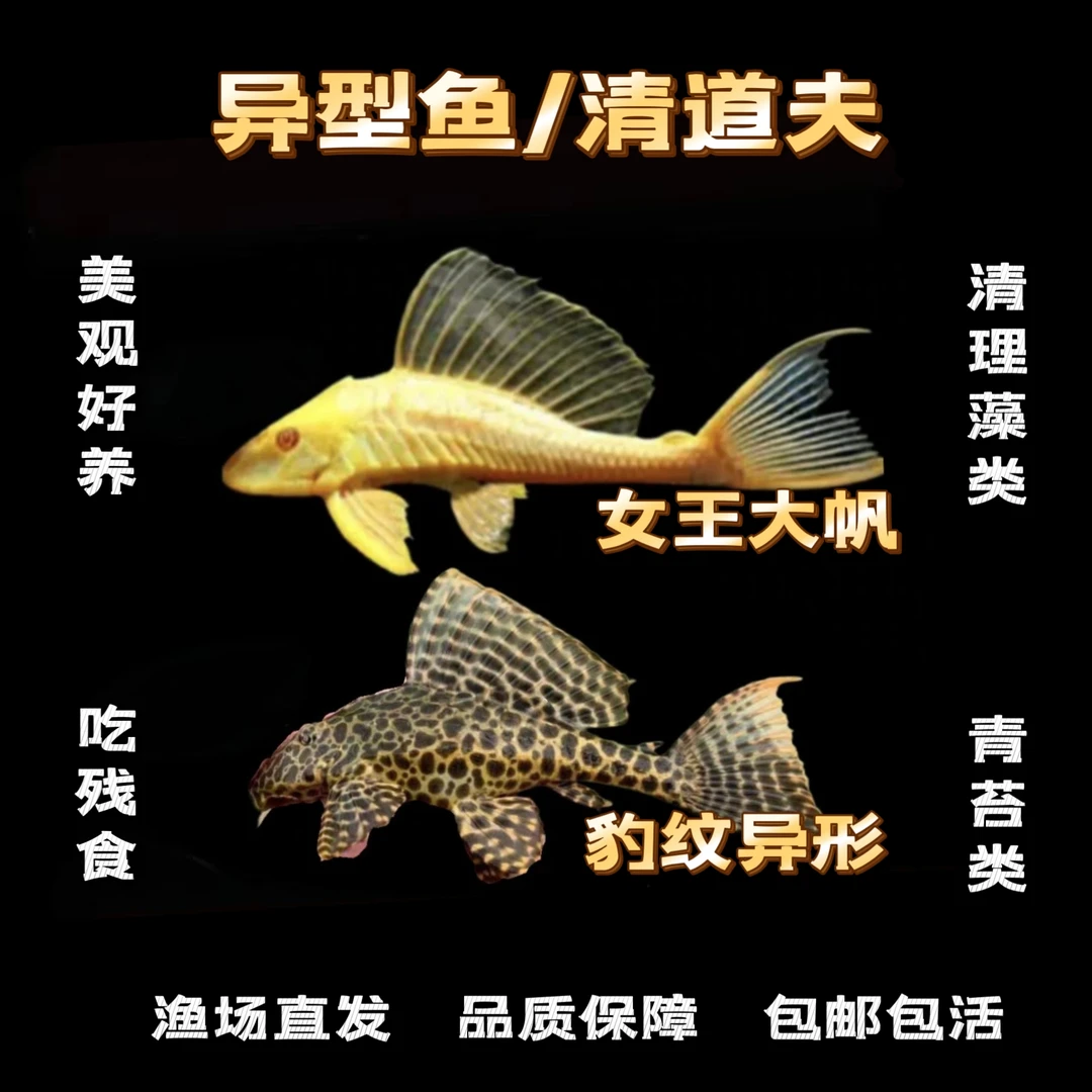 女王大帆/豹纹清缸鱼/吃绿藻褐藻青苔残食 好养易活