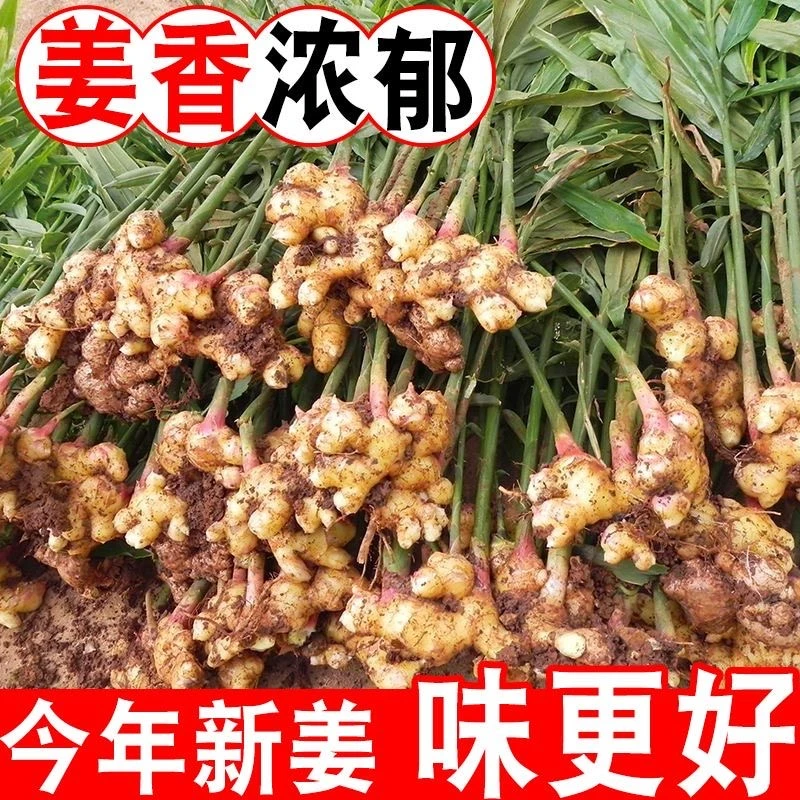 【精选热卖】贵州小黄姜现挖生姜嫩姜仔姜月子姜新鲜蔬菜整箱