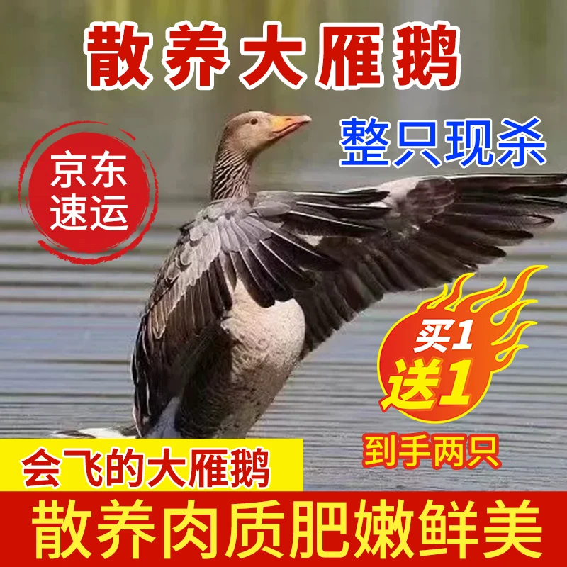 [到手两只]京东冷链鹅整只新鲜雁鹅肉散养属鸭科东北农家速冻包邮