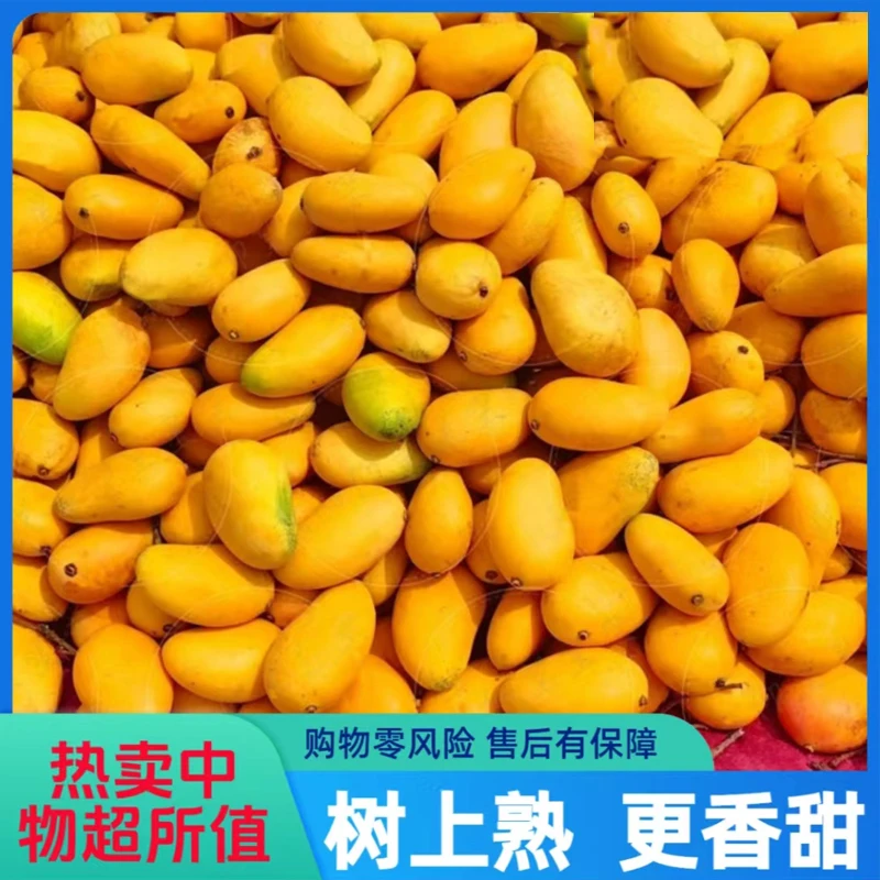 广西芒果10斤一箱小台芒整箱新鲜批发台农芒果水果产地直发5斤1斤