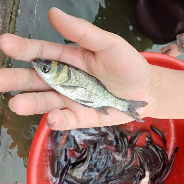 淡水花鲢鱼大头鱼胖头鱼观赏鱼食用活体