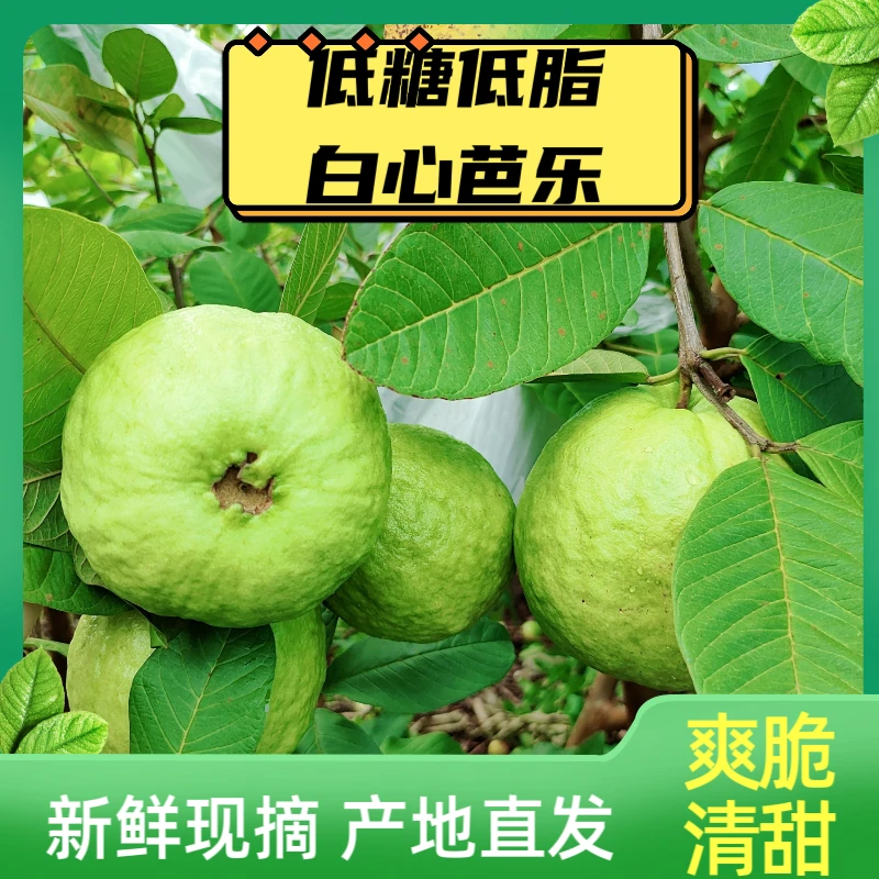 [广东省包邮]惠州横沥矮陂番石榴芭乐清甜爽脆5斤/10斤送酸梅粉