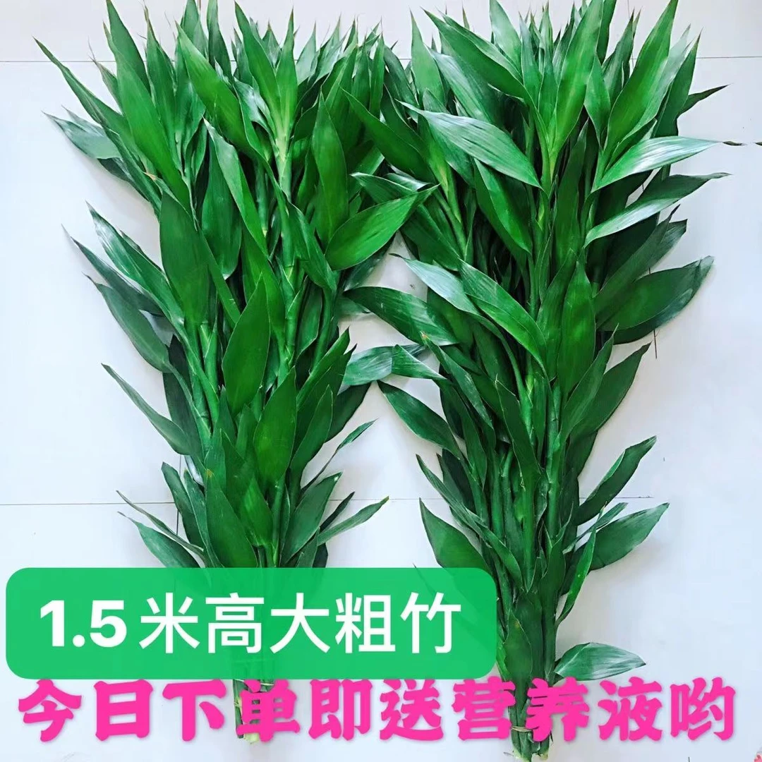 粗高 大富贵竹+送专用营养剂水培绿植富贵竹水竹 寓意竹报平安