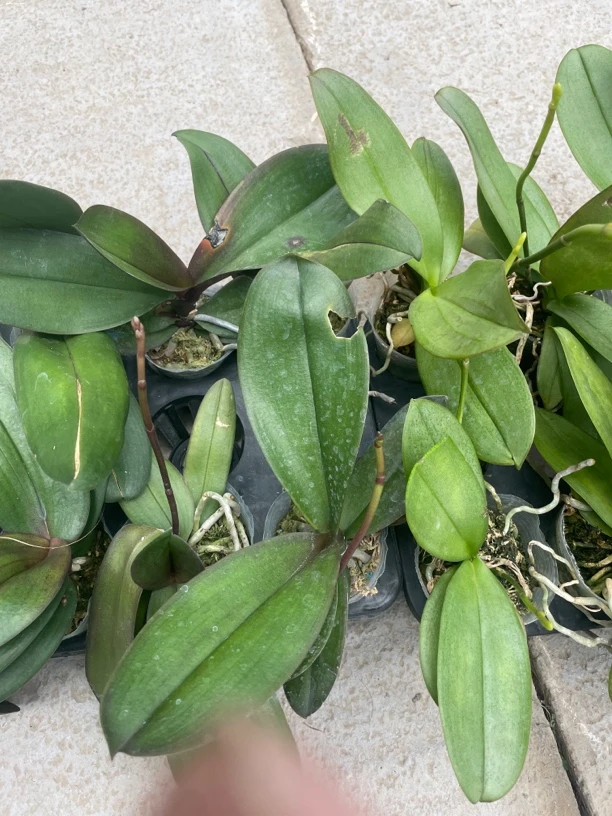 3棵一组蝴蝶兰瑕疵盲盒2.8-3.0寸杯带花剑，没有开花