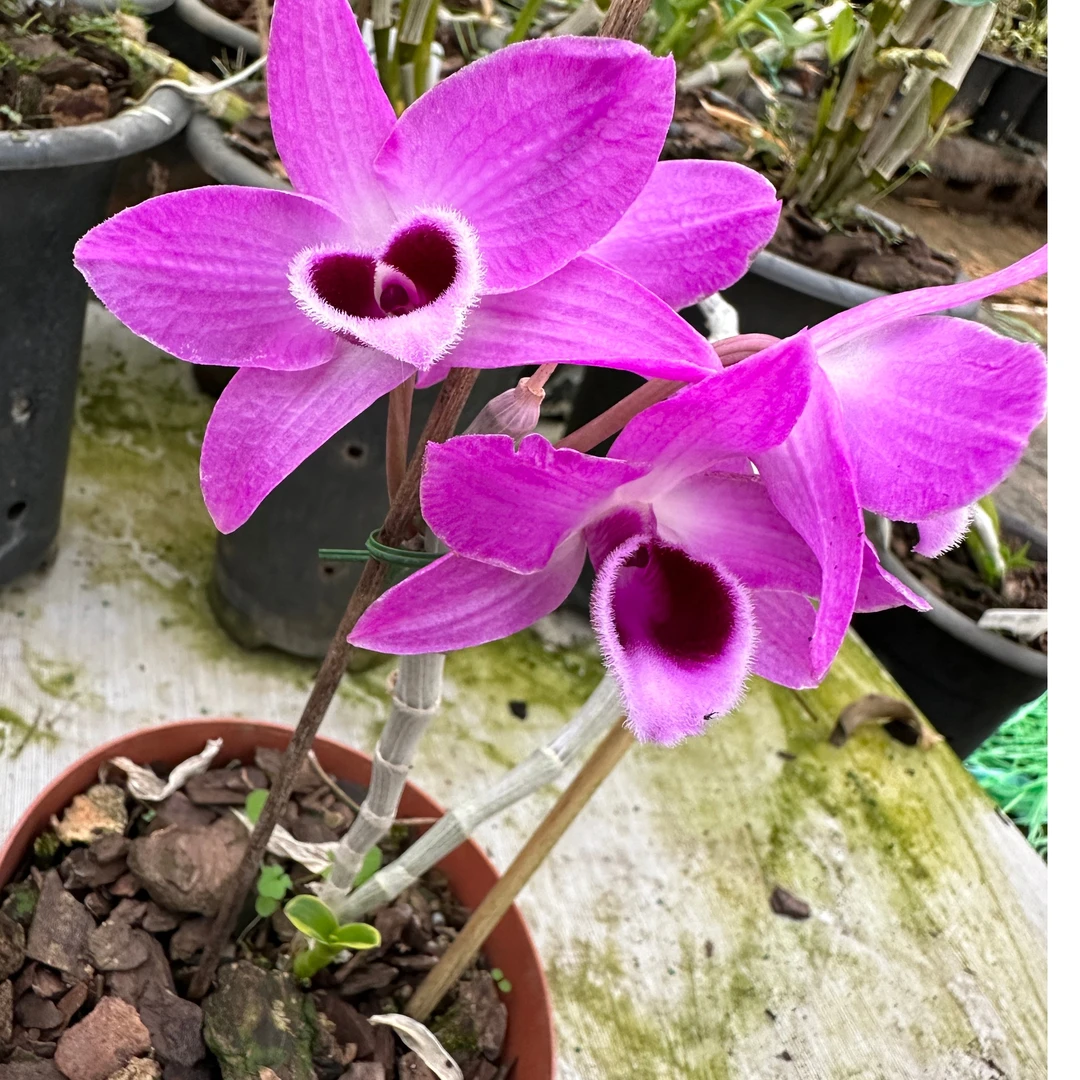 艺龙檀香艺叶石斛兰盆栽花卉绿植 花香 花漂亮 台湾品种基地直发
