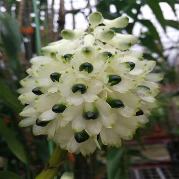 【祥馨兰业】绿宝石石斛兰盆栽花卉兰花绿植花团锦簇基地直销带花苞