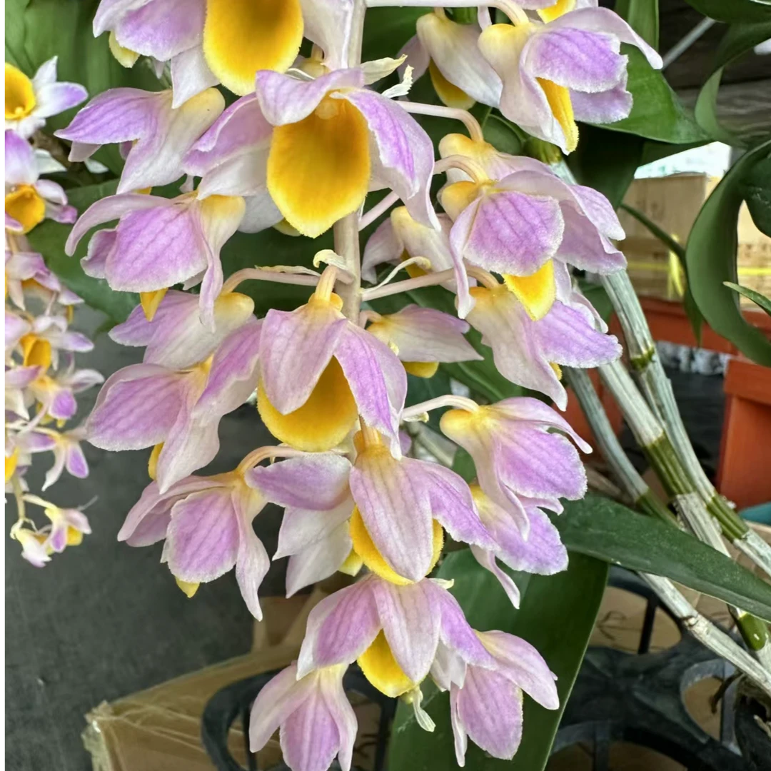 【祥馨兰业】密球花兰花石斛兰密花X球花杂交花色艳丽基地直发