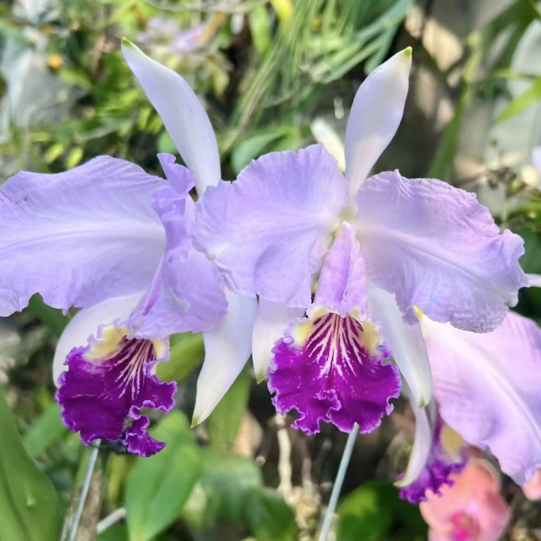 【祥馨兰业】原生种卡特兰蓝路德盆栽花卉鲜花绿植基地直发