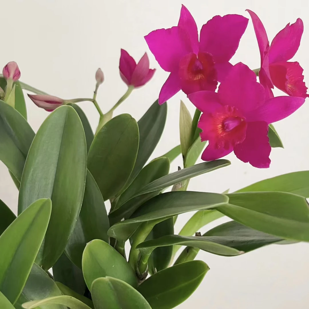 【祥馨兰业】卡特兰/红美人/盆栽花卉绿植/基地直发造景