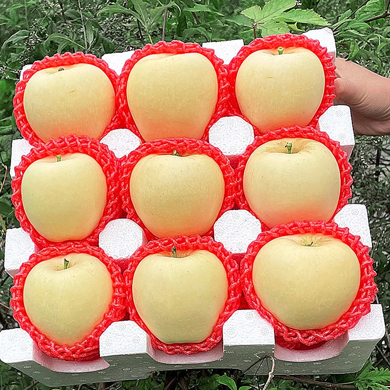 山东烟台奶油富士新鲜苹果水果清脆稀有农家细腻脆甜现摘4斤--5斤