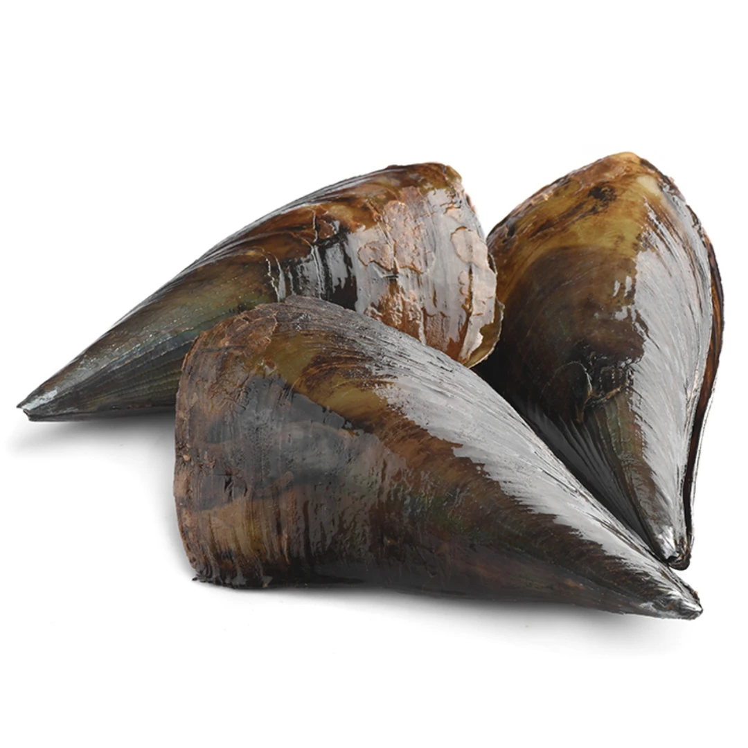 鲜活带子（200-250g/只）