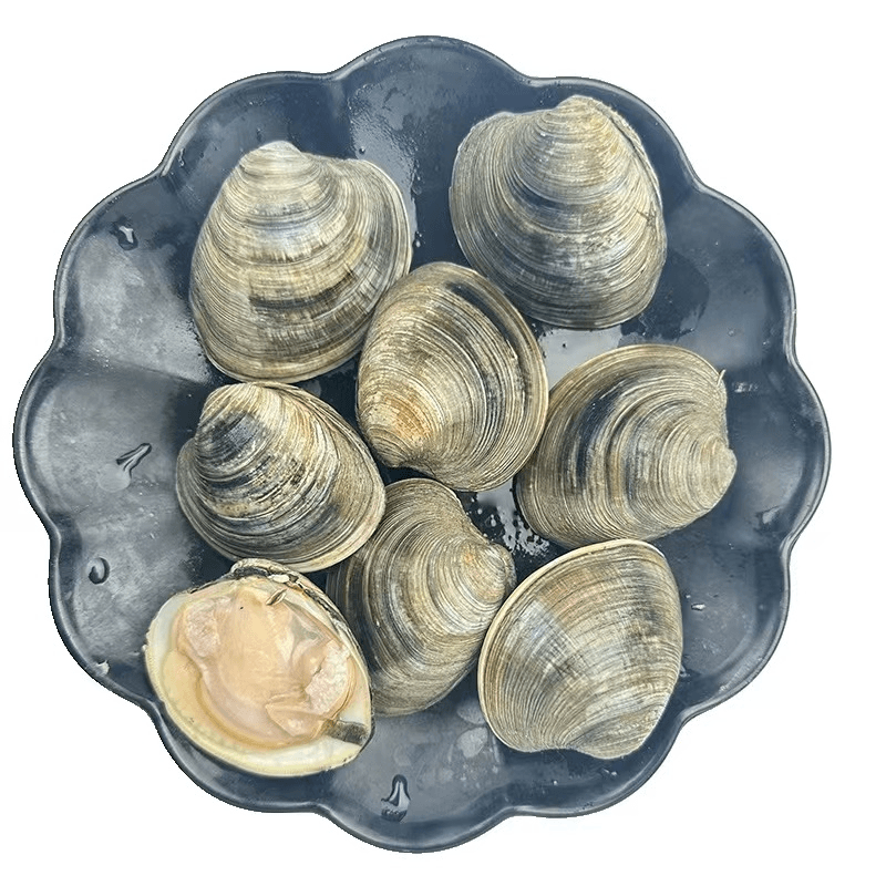 鲜活美贝（散称500g/份）