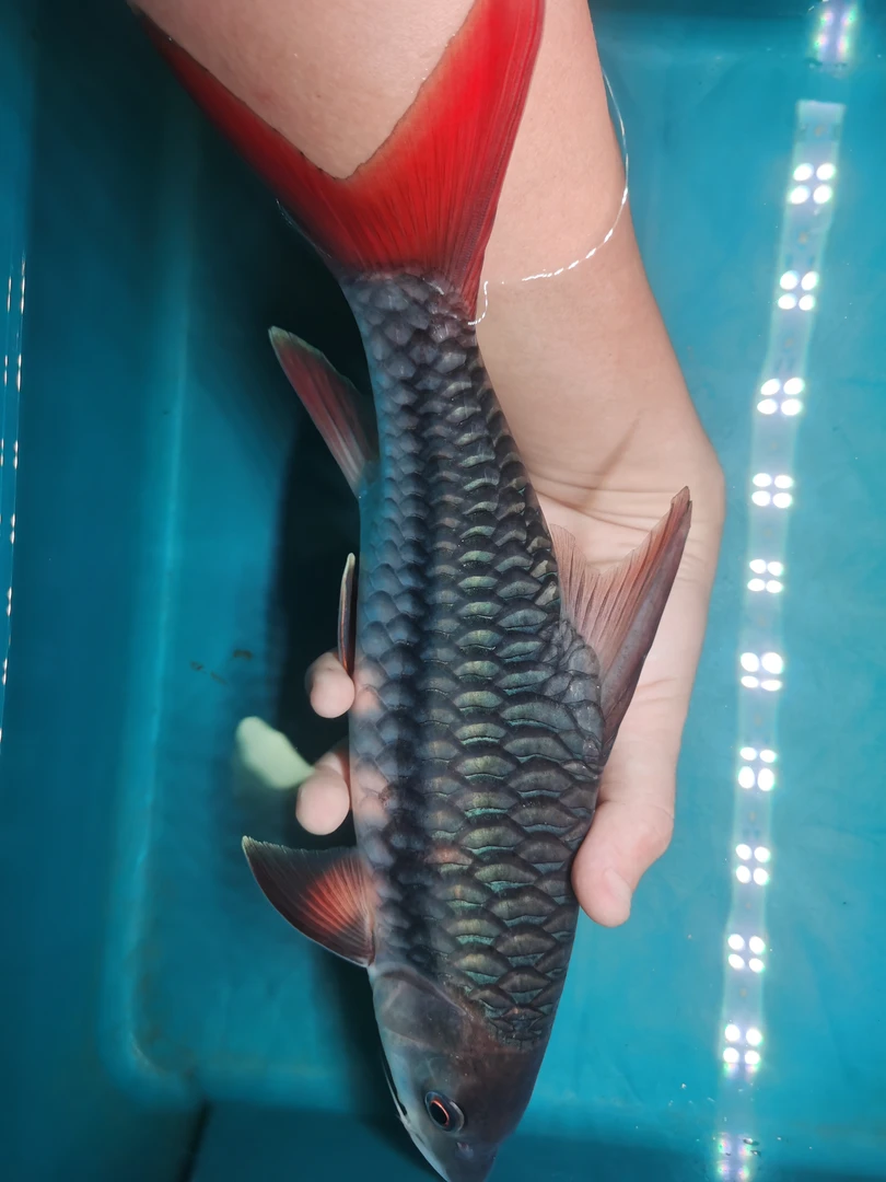 国结（红吉罗）  国产哥拉巴拉  吉罗鱼