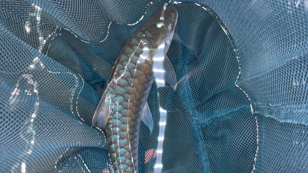 蓝吉罗观赏鱼高背淡水鱼风水发财鱼