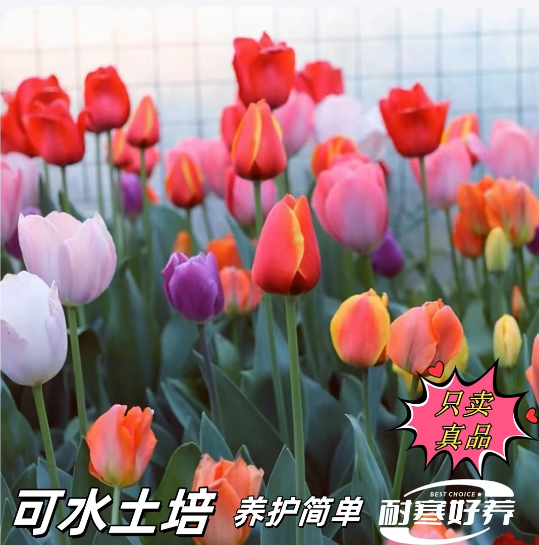 【进口正品】5度郁金香土培水培庭院阳台办公室懒人花卉绿植