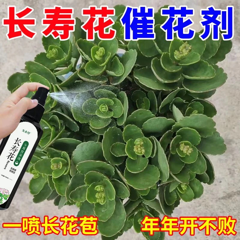 长寿花营养液专治不开花黄叶烂根免稀释壮根液体肥料