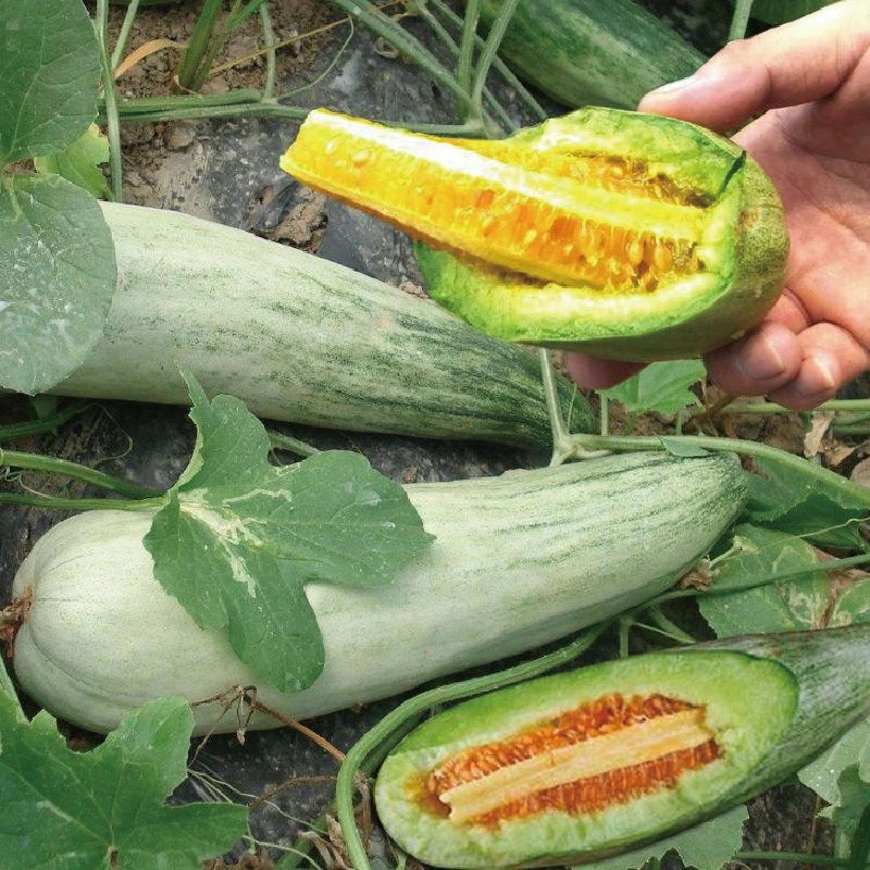 寿光甜脆羊角蜜甜瓜种子水果种籽孑阳台菜园大棚高产春秋季种植
