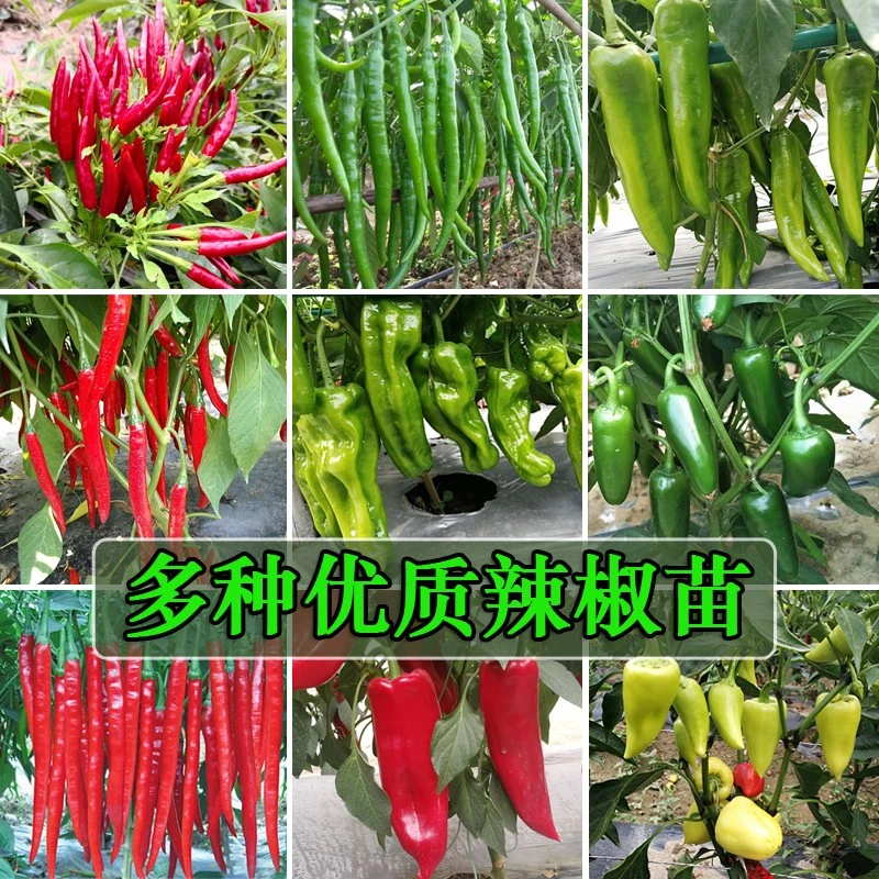 各种辣椒苗香辣螺丝椒薄皮尖椒线椒甜椒种苗庭院盆栽蔬菜