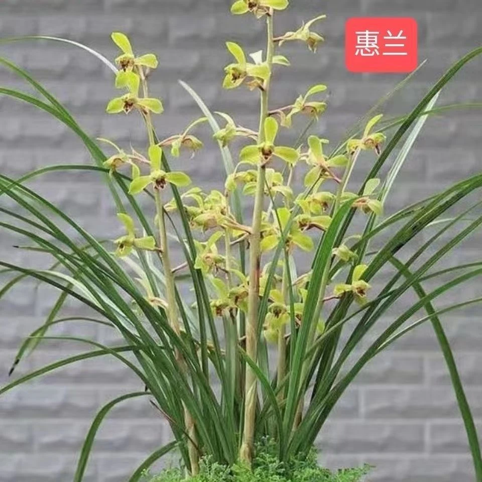 浓香型蕙兰盆景花多苗壮耐寒办公室和客厅绿植盆栽三至五月份开花