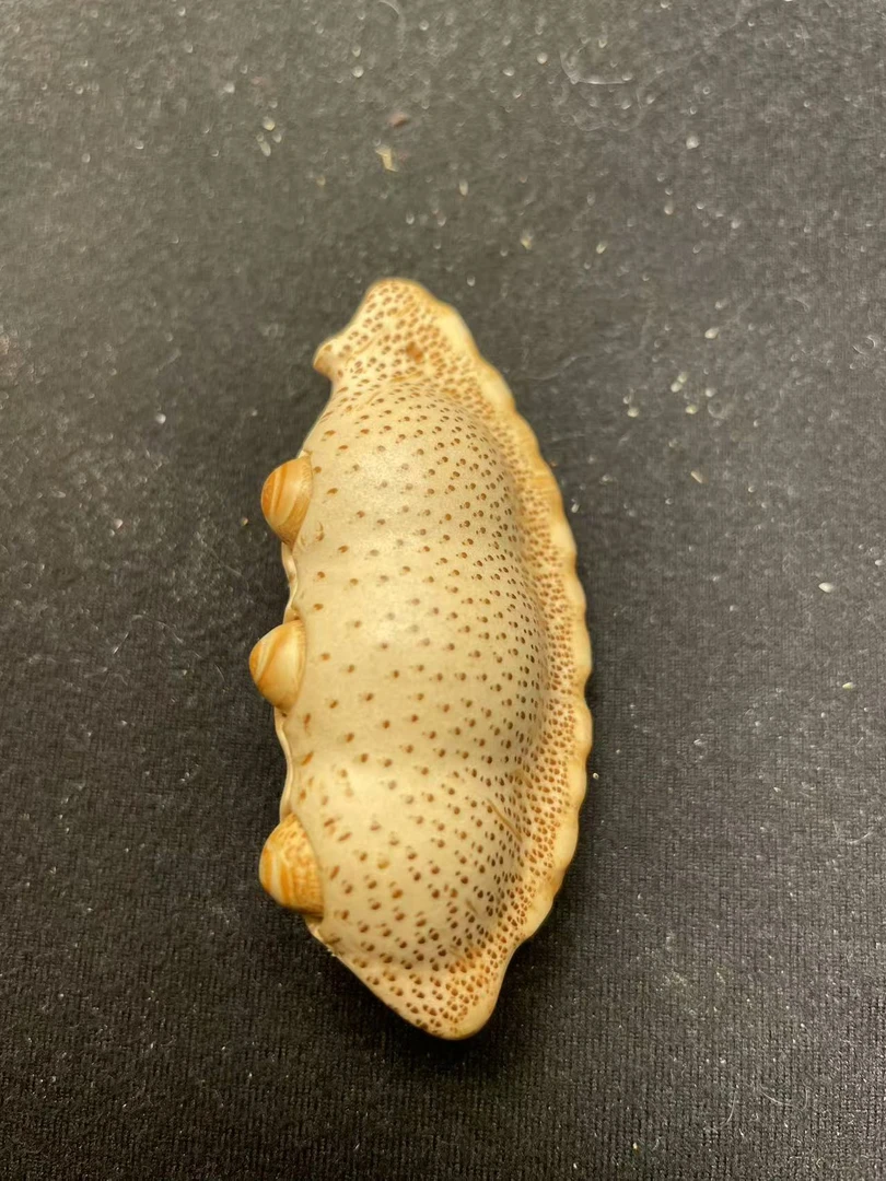 竹根雕三籽豆角手把件