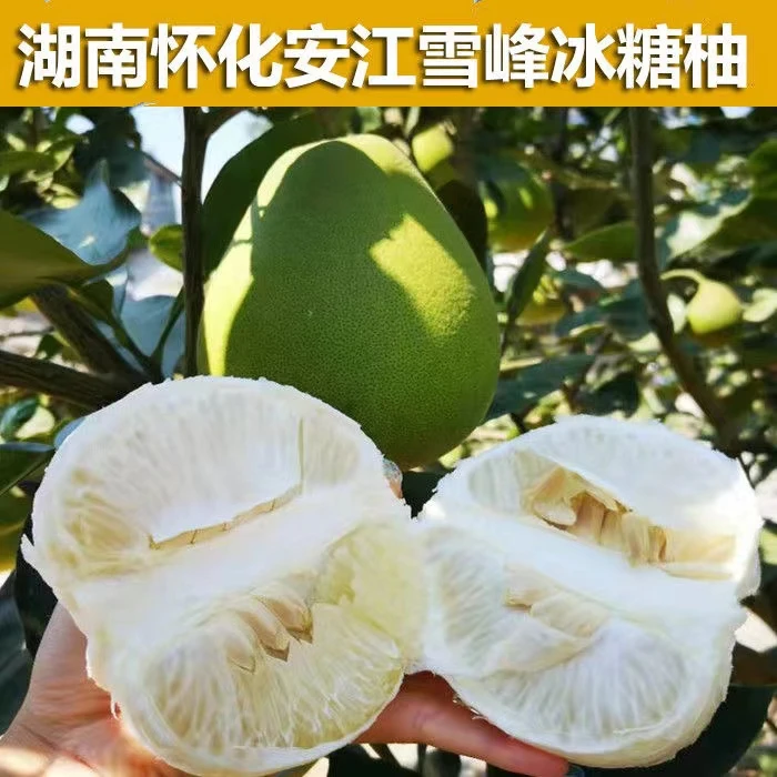 湖南怀化安江冰糖柚孕妇新鲜水果金兰柚小苦柚礼盒装脆爽清甜柚子