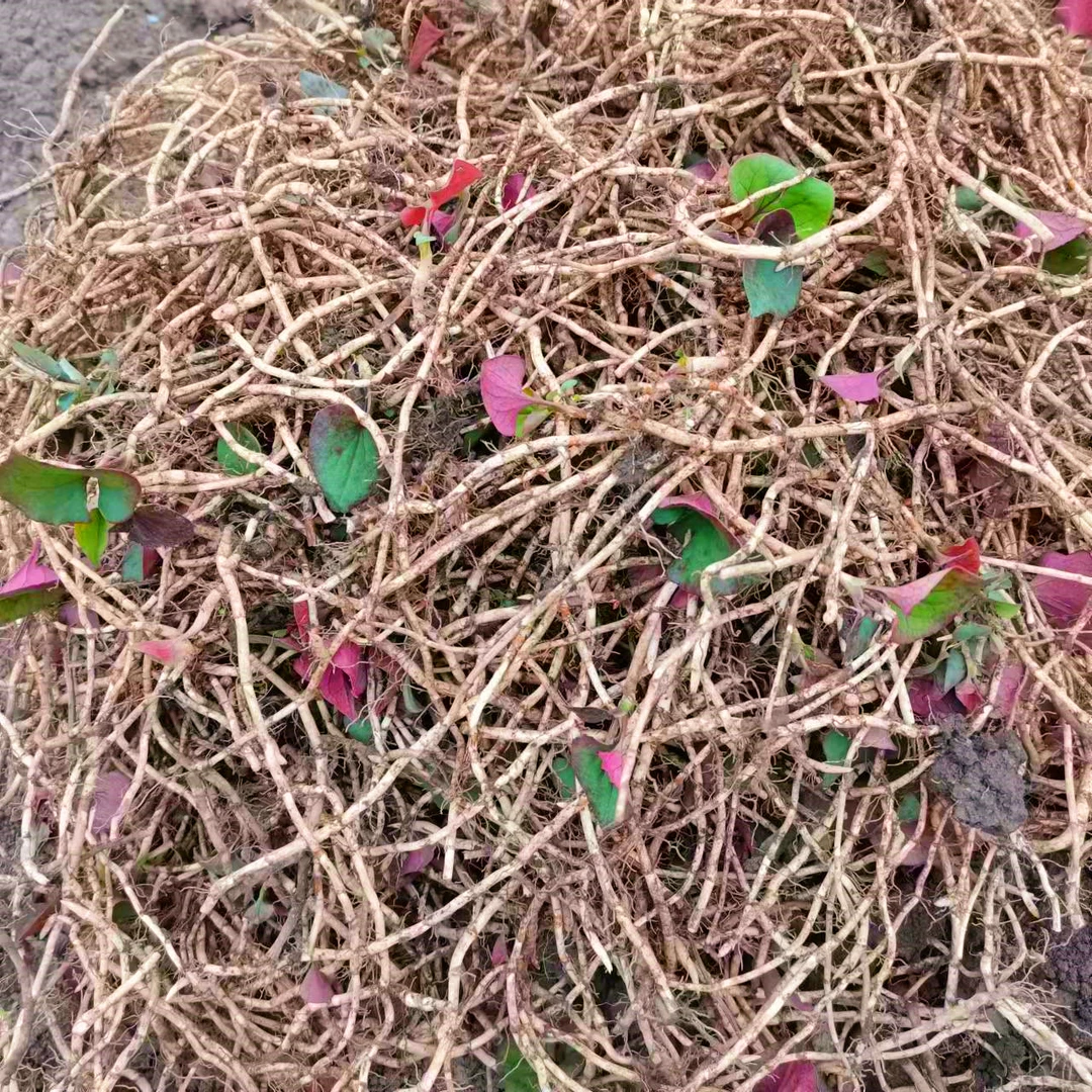 鱼腥草新鲜折耳根贵州特产凉拌食用煲汤种植味道发货本地生长嫩根