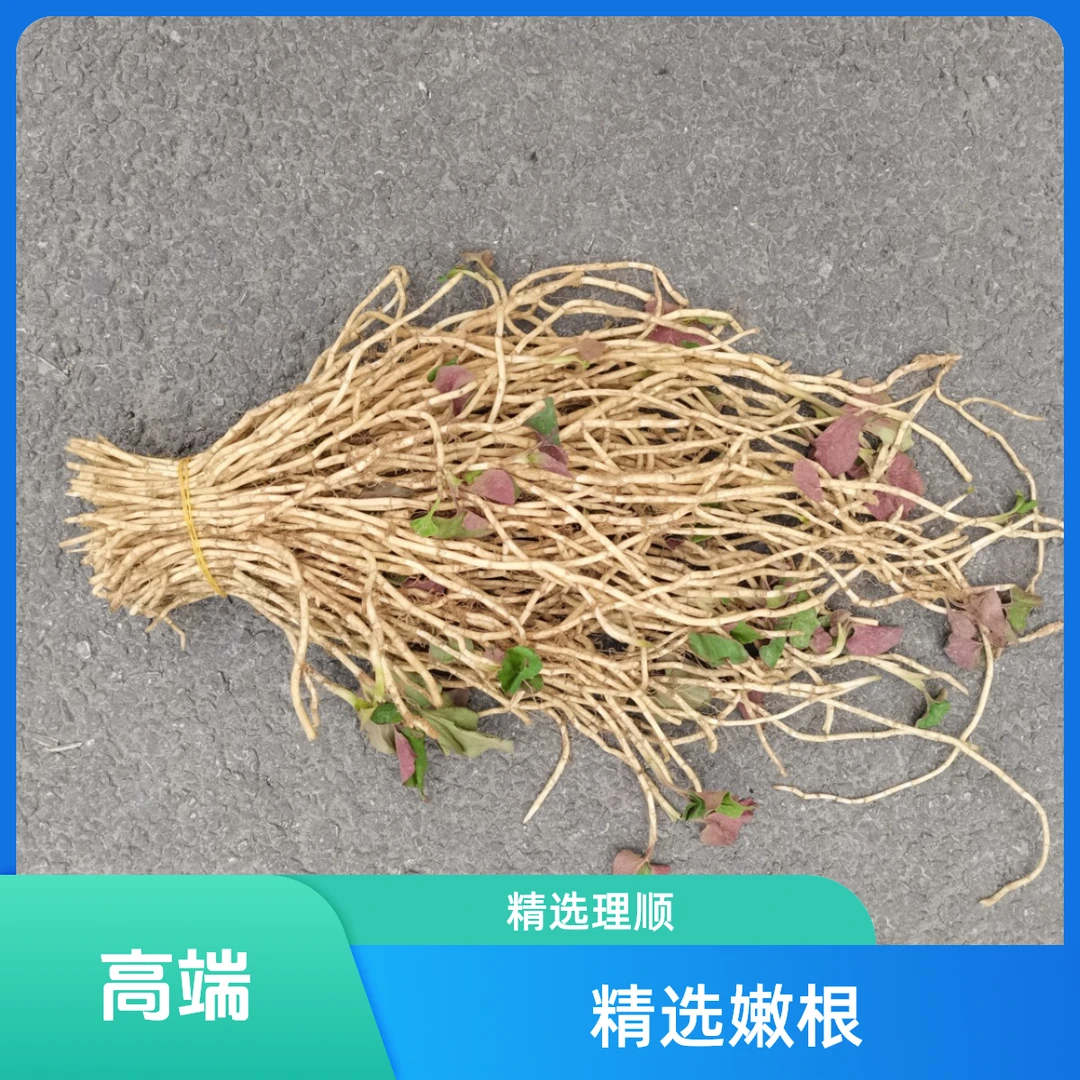 鱼腥草新鲜现挖折耳根贵州特产凉拌嫩根风干鲜嫩味道本地理顺发货