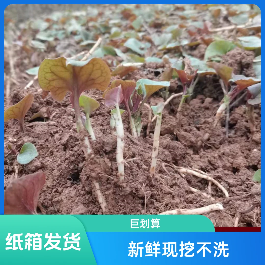 鱼腥草折耳根新鲜当季食用煲汤味道现挖凉拌嫩根种植本地生长