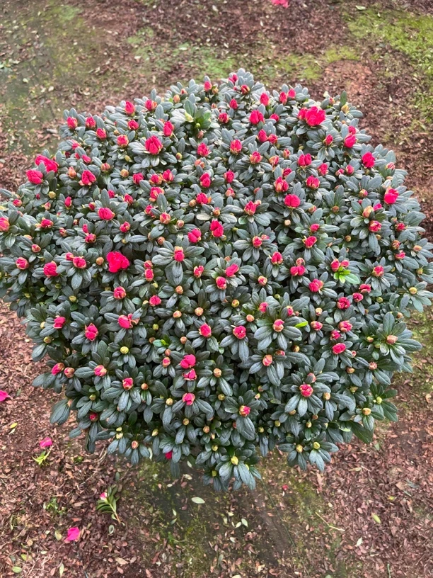 鸿运当头杨梅红 好养易活