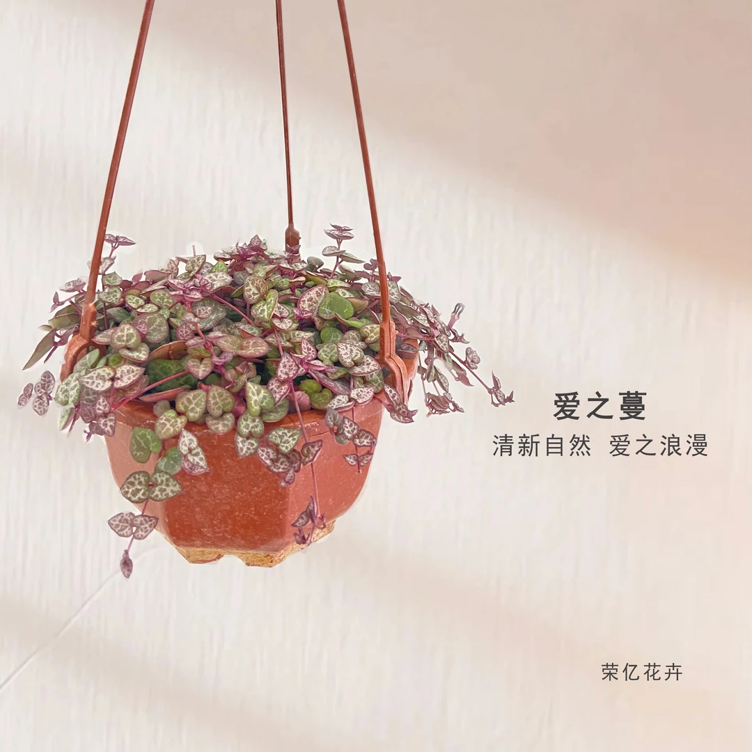 （吊篮爱之蔓）特色藤蔓植物好养、不挑环境、适合新手入门款